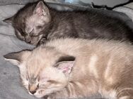 SÜSSE KATZEN BABYS KITTEN MISCHLINGE BKH - Bayreuth