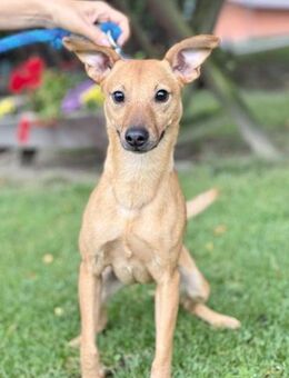 LOKI, Mix, geb. 01/2024 - Heidenrod