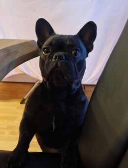 Französische Bulldogge - Angermünde Zentrum