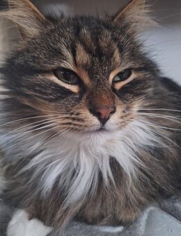 Tiger – lieber Kater sucht ein liebevolles Zuhause - Eisfeld