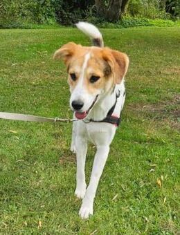 Lilly - Körbchen auf Lebenszeit gesucht - Elmshorn