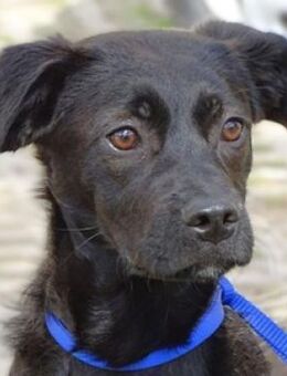 Hundekind ARTHUR - Gefrees