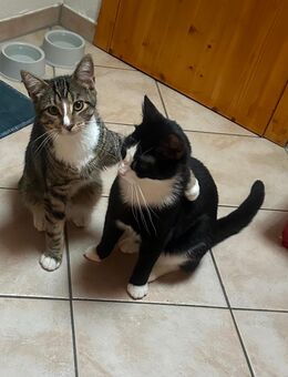 2 Kater suchen zusammen ein neues Zuhause - Neuwied