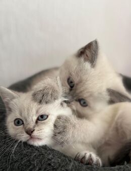 BKH kitten - Gladbeck Zentrum