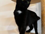 Katze sucht ein Zuhause - Rennertshofen