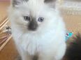 Ragdoll Kitten suchen neues zu Hause in 12279