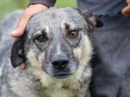 Grauny - sehr verspielt u. kinderlieb - Lohra