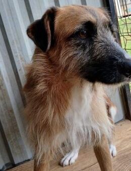 🆘 Stormy sucht sein Glück🆘 Notfall - Eislingen (Fils)