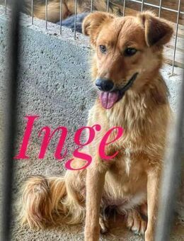 INGE sucht ein Zuhause - Weiterstadt