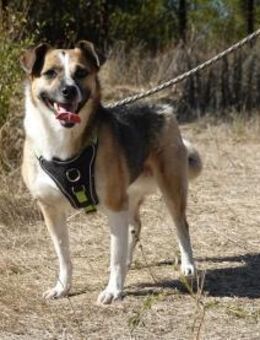 Liebe Polly sucht ein Zuhause - Kleinostheim