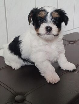 Biewer yorkshire terrier - Medebach (Hansestadt) Zentrum