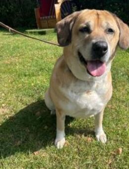 Nazli, su. verständnisvolles Zuhause - Bückeburg