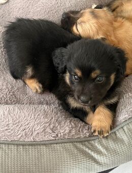 Liebevoll aufgezogene Maltichon-Aussie-Mix Welpen - Familienaufzucht mit Eltern vor Ort (Einmaliger Wurf) - Germersheim