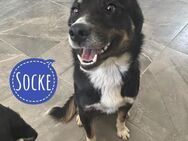 Socke - ein absoluter Familienhund - Flörsheim-Dalsheim