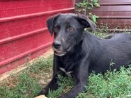 Whiskey sucht seine Pflegeeltern - Celle