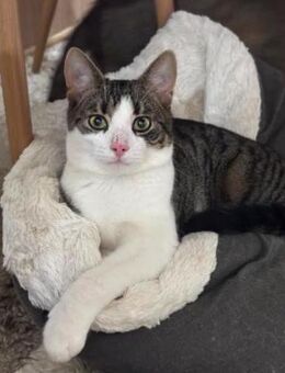 Stavri zutraulich und lieb - Ingolstadt