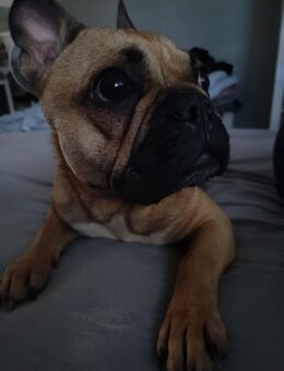 Franz Bulldogge - Bruchsal