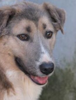 Akashira - freundlich u. verspielt - Lohra