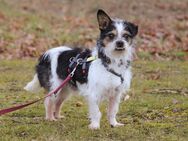 Pandasch - Yorki-Mix - 5 Jahre - Tierhilfe Franken e.V. - Lauf (Pegnitz) Zentrum