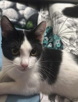 Purrlock Holmes - Rambin