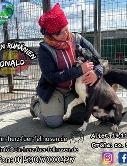 DONALD - geht mit euch durch dick & dünn - Waakirchen