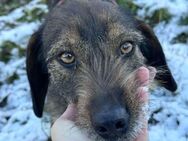 Freundliche Lilly sucht eine Familie❤️🐕 - Großefehn
