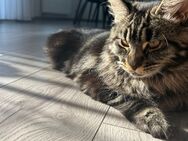 Main coon Katze - Gummersbach