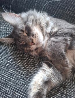 Xl Maine Coon 10 Monate sucht liebe Menschen - Coswig (Anhalt)