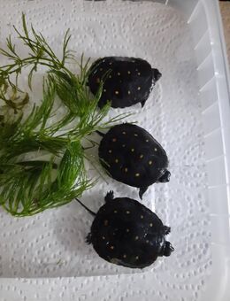 Clemmys guttata, Tropfenschildkröte - Reken