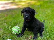 Labrador Welpen in braun und schwarz. - Waldeck Zentrum