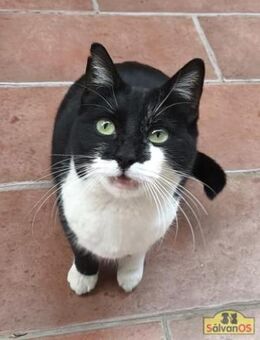 Liebevolle Paloma sucht ihr Zuhause - Bad Camberg