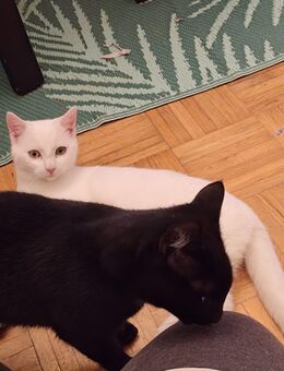 Wunderschöne pechschwarze Katze mit weißem Latz ❤️❤️❤️ - Südlohn