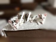 Katzen - Rottenburg (Neckar)
