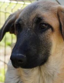 verschmuster, lieber Greg - Kallmünz