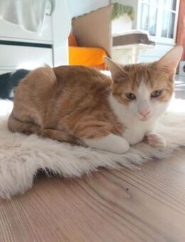 Luca Traumkater sucht seine Traumfamilie - Unterföhring