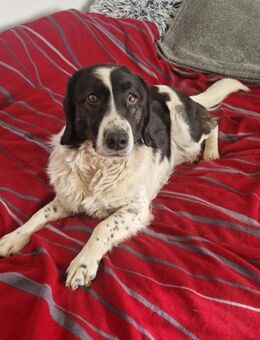 DONA - fröhlich und neugierig dabei - Overath