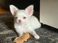 Verkaufe: Ein verschmuster Langhaar Chihuahua Rüde ist noch zu haben. und hat schöne Bernstein Augen. - Berlin