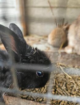 4 kleine Hase - Nettersheim