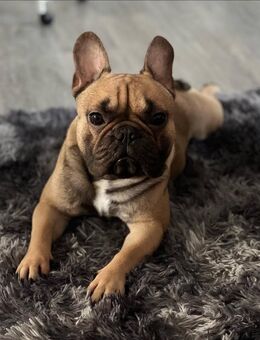 Französische Bulldogge Deckrüde mit FCI A+ Stammbaum - Braunfels