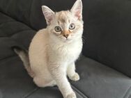 Kitten abzugeben - Velbert