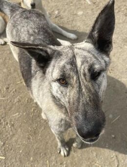 Rocco - sanft, liebevoll, verträglich - Hamburg