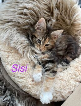 Reinrassige Maine Coon Kitten - Adelsdorf