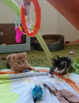 Lenny und Louis suchen ihr für immer Zuhause ! - Hohenstadt