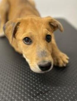 Carolin sucht ihr Zuhause - München