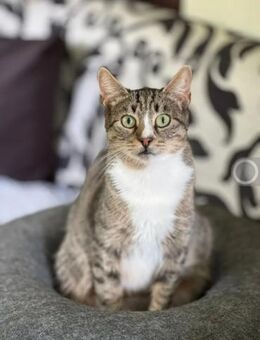 Belle Feines Katzenmädel sucht Familie - Unterföhring