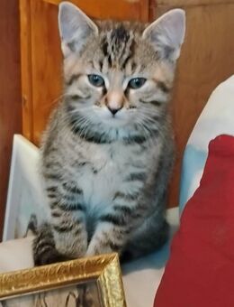 besonders süßes Katzenbaby - Berlin Steglitz-Zehlendorf