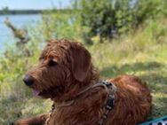 Labradoodle Charlie - Eichenzell