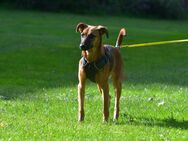 Malinois Mix - Harsefeld