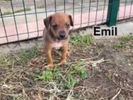 Emil sucht seine Detektive - Oberhausen