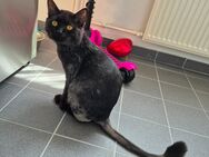 BKH Kater schwarz 3 Jahre alt - Mannheim